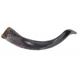Shofar - Yéménite - Mini (20"-22")