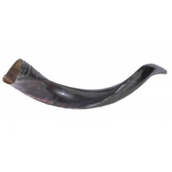 Shofar - Yemenite - Mini (20"-22")