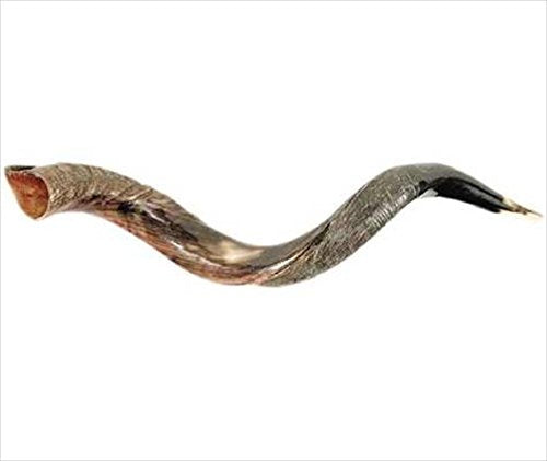 Shofar - Yemenite-Small (26"-31")